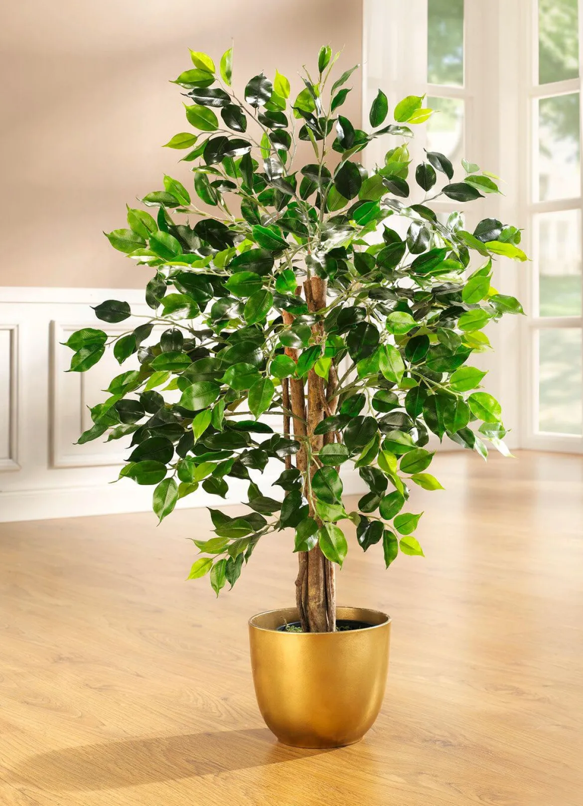Ficus im Topf