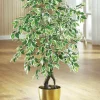 Ficus im Topf