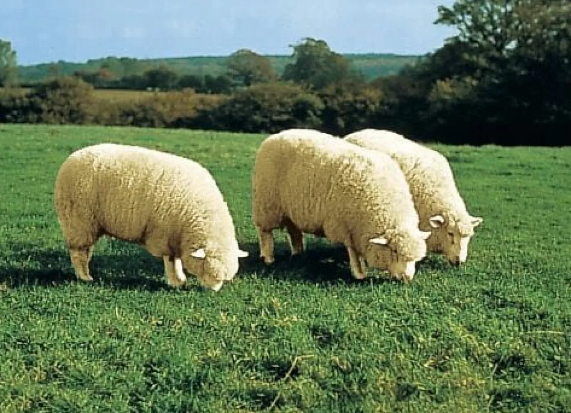 Hochwertiges Merino-Lammfell