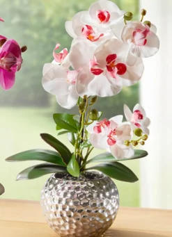 Orchidee Phalaenopsis in Keramikschale