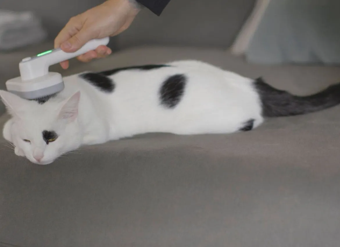 "PiddiPet IonBrush" Tierhaarbürste